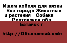 Ищем кобеля для вязки - Все города Животные и растения » Собаки   . Ростовская обл.,Батайск г.